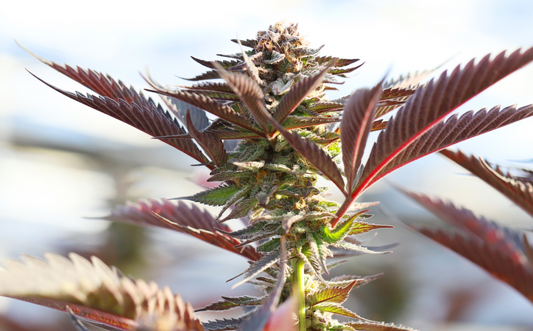 CBD, Indica, Sativa, CBDbee
