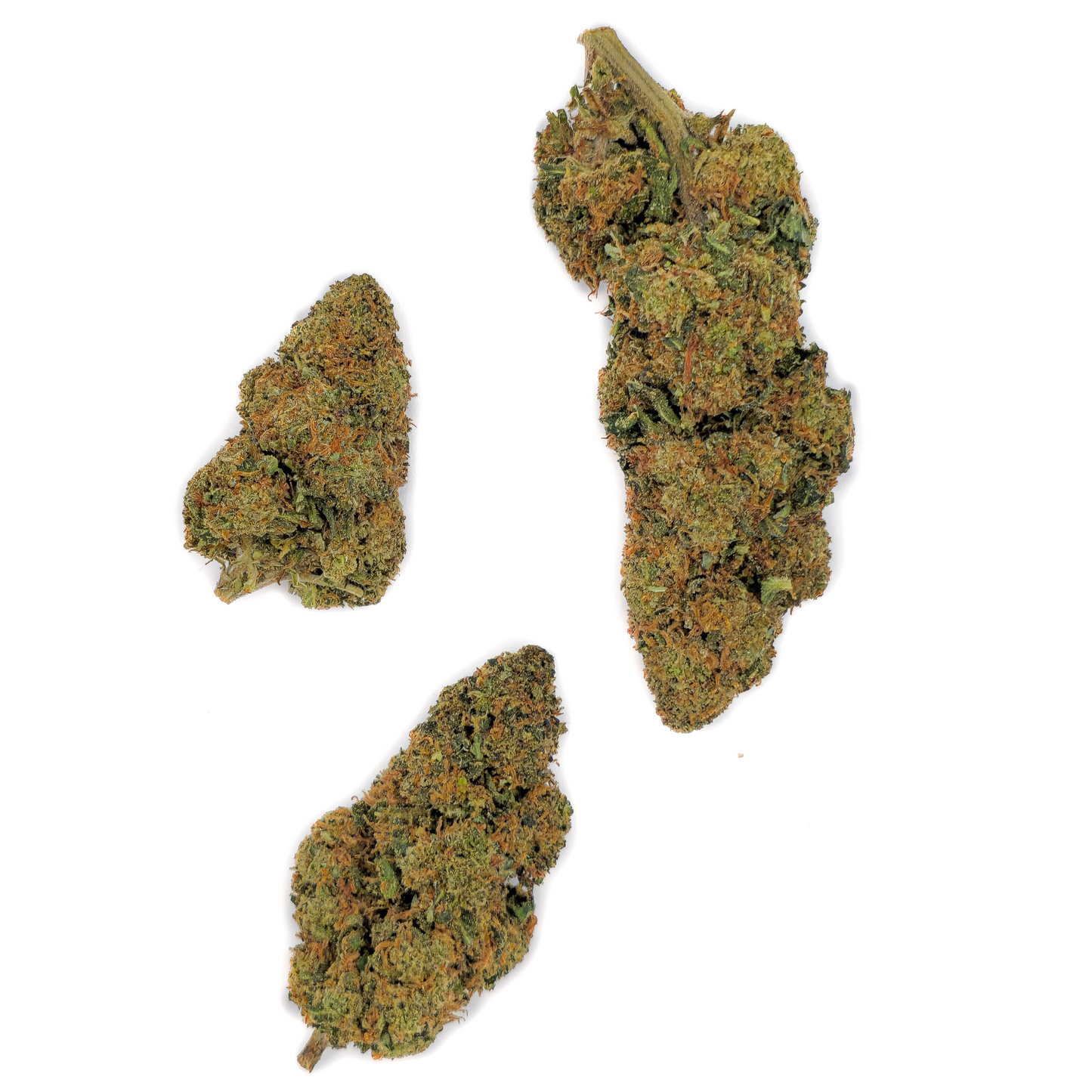 Northern Light THV