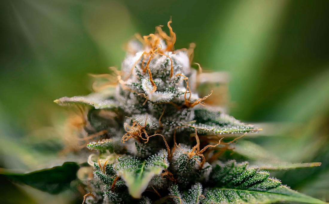 CBDP, CBD-P