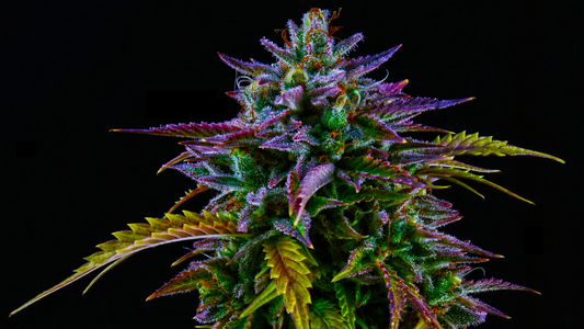 Delta BZ, BZ20, B20, BZ10