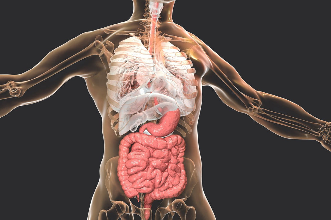 Système endocannabinoïde, qu'est ce que le système endocannabinoïde ?
