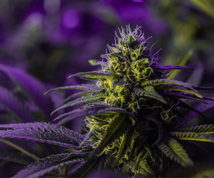 CBD-P 💥