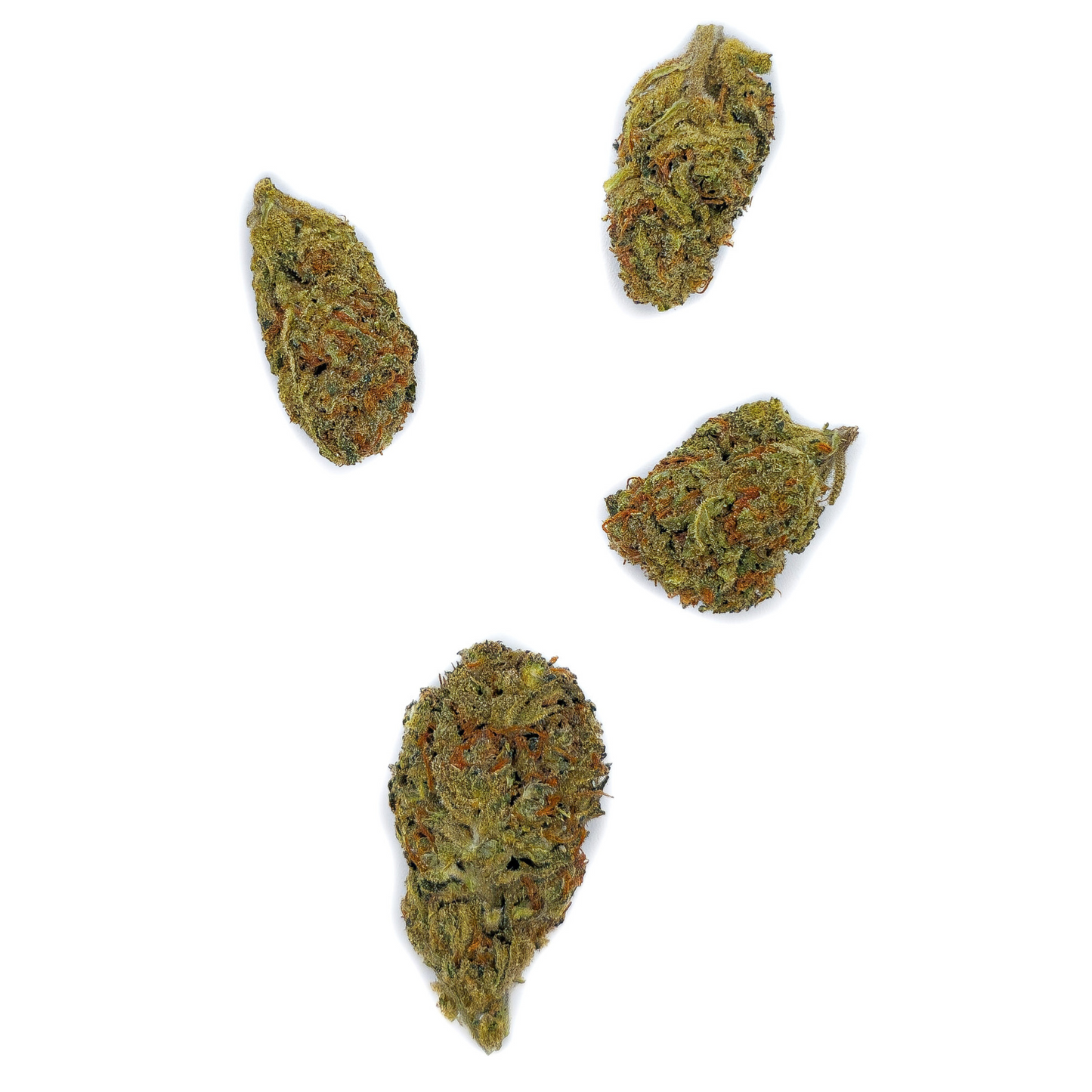 Small Bud Tropical Cheese