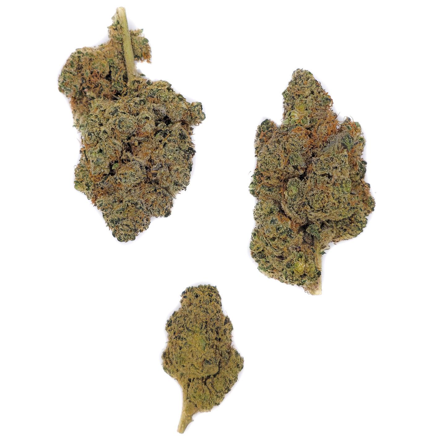 Gary Payton CBD-P