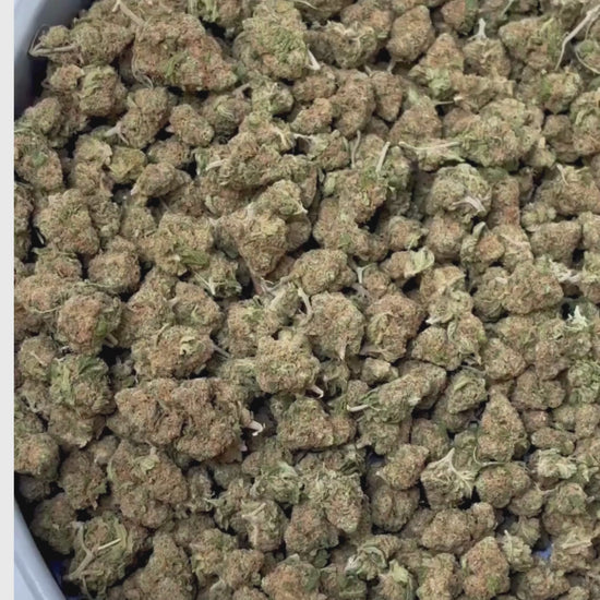 Small Bud Blueberry