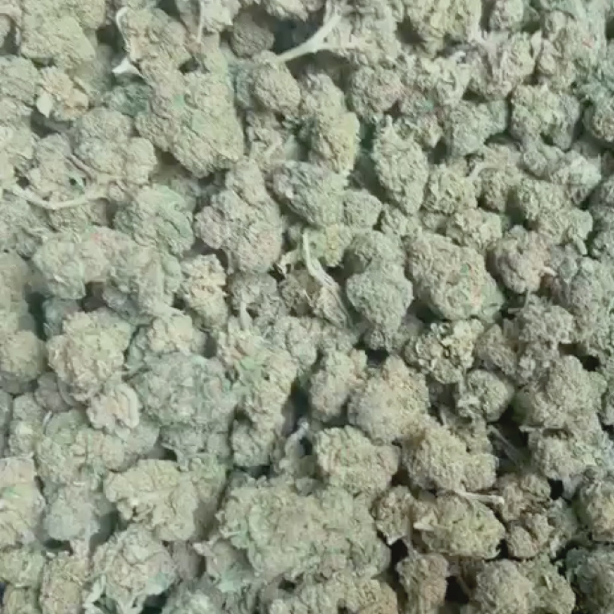 Watermelon Zkittelz Sativanol