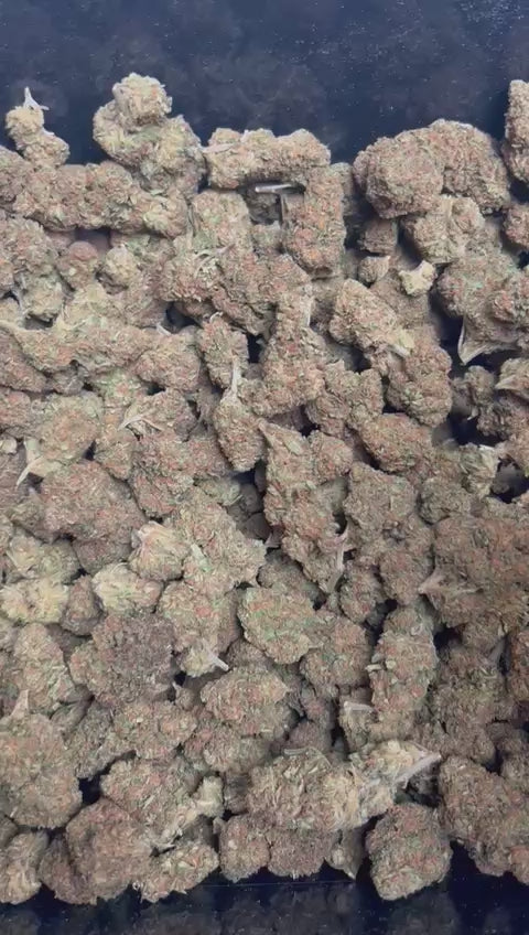 Tropical Haze
