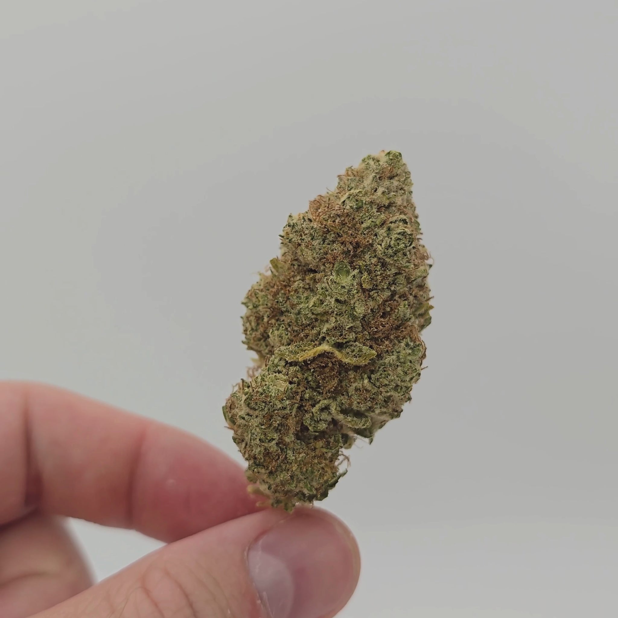 Cosmic Haze CBDP