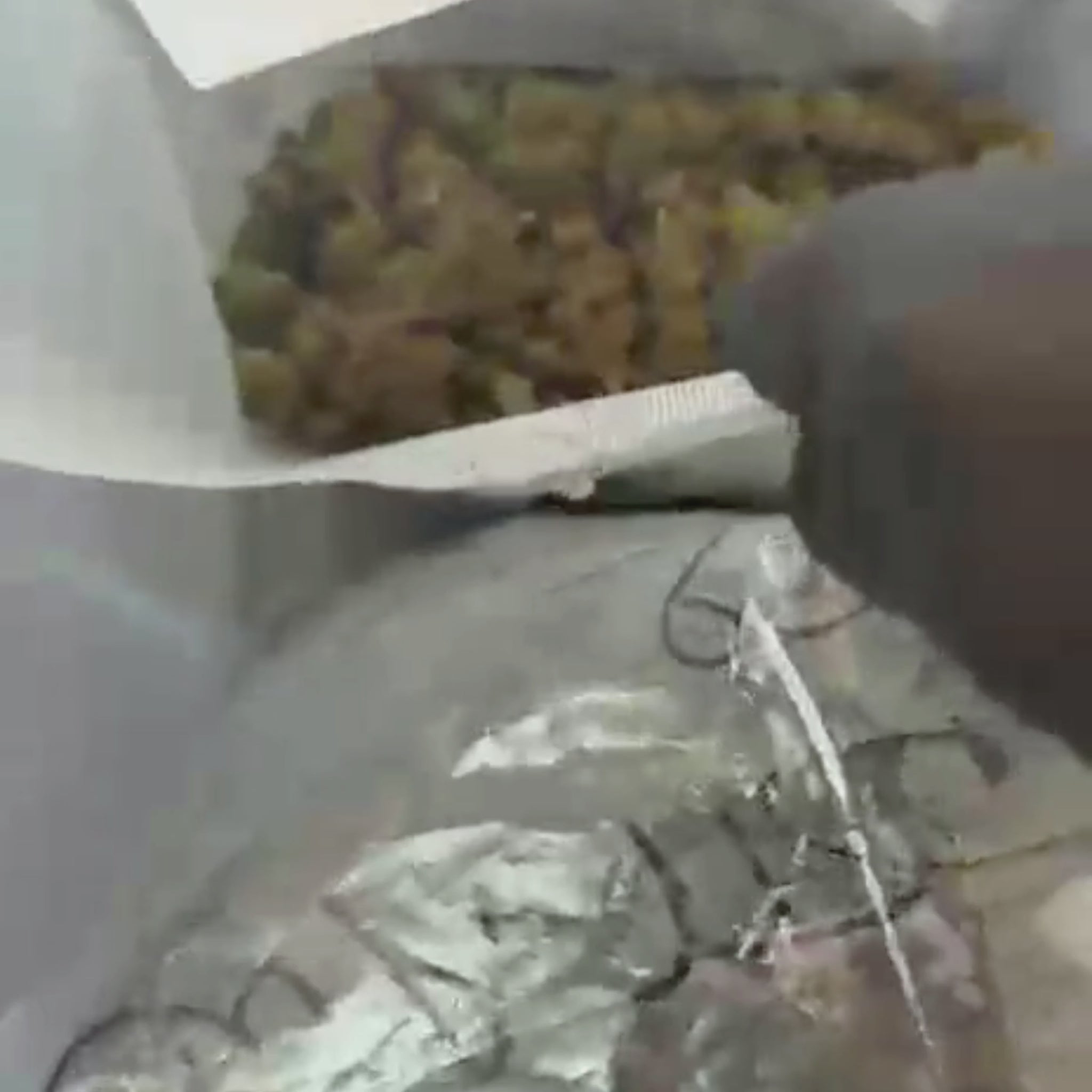 Blueberry BZ20 Weed