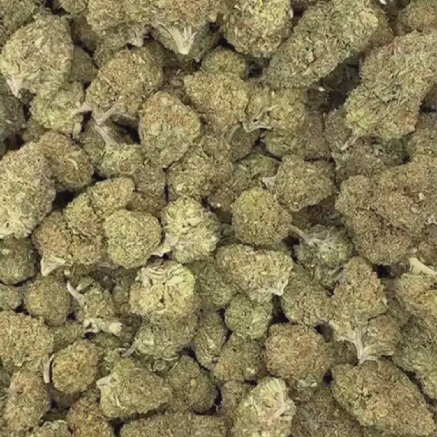 Critical Berry THV N-10