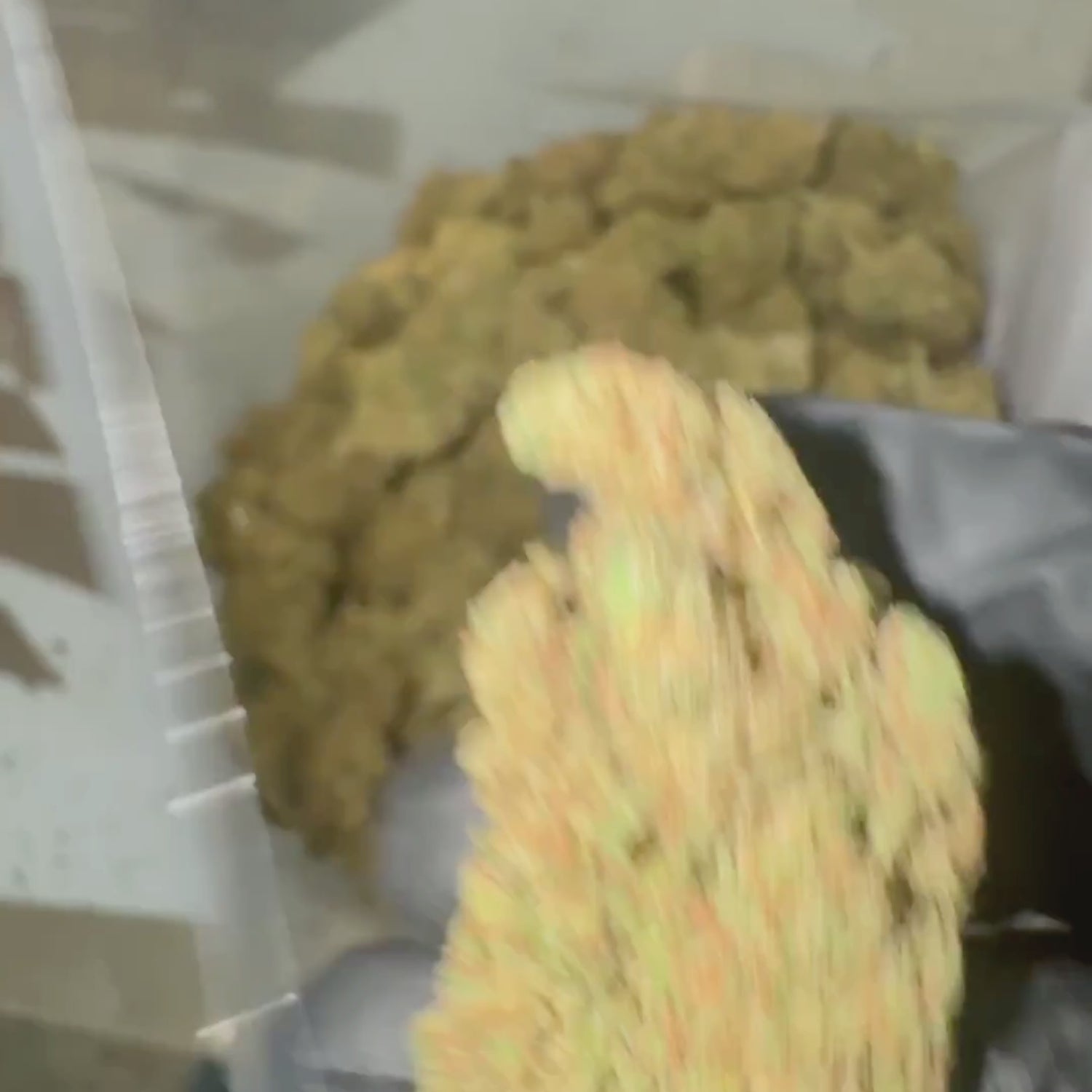 Moby Dick Fleurs CBDp