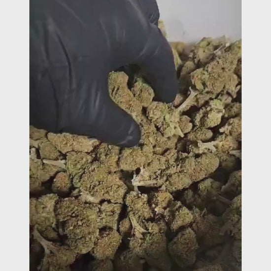 Orange Cherry 10-OH-HHC CBD CBDbee