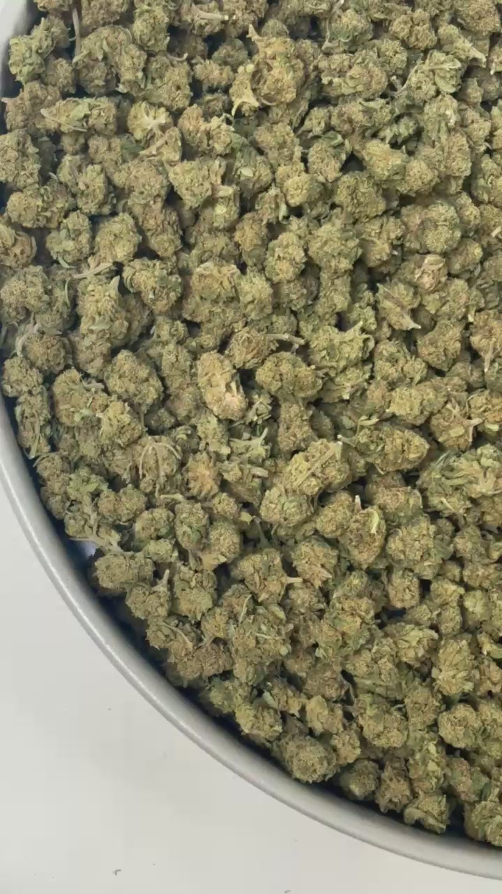 Gorilla Glue B20