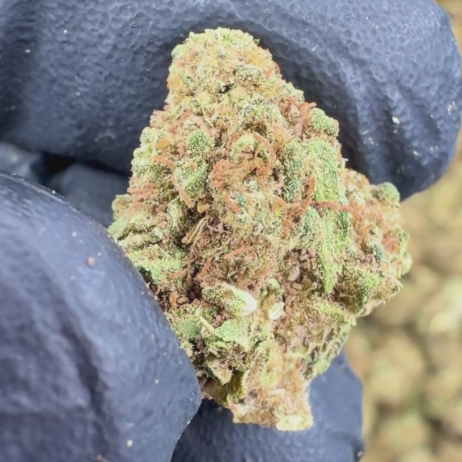 Small Bud Lemon Cherry Gelato CBD