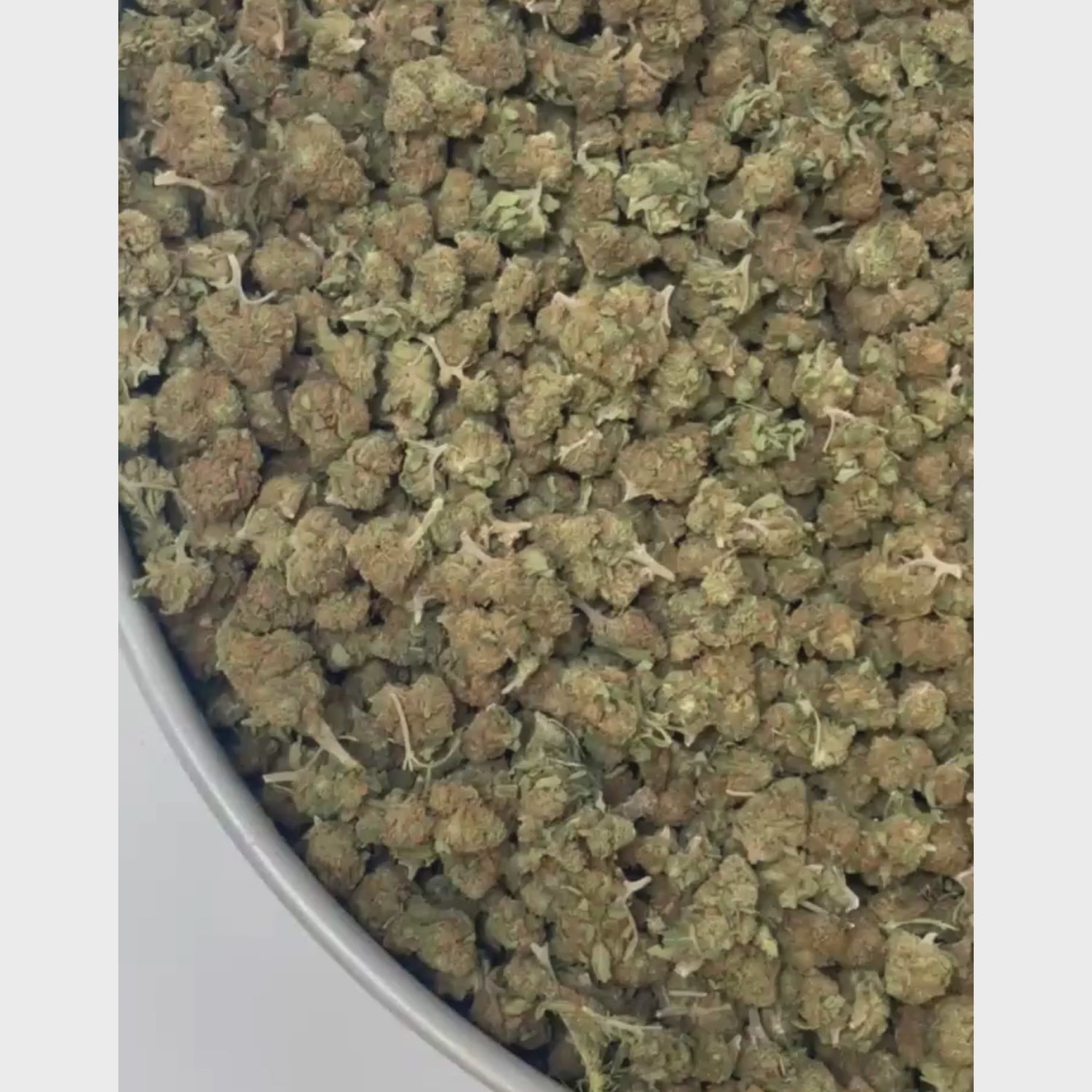 Blueberry B20