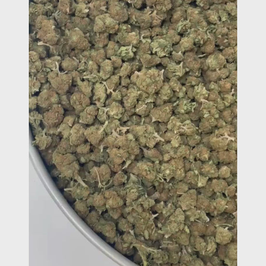 Blueberry B20