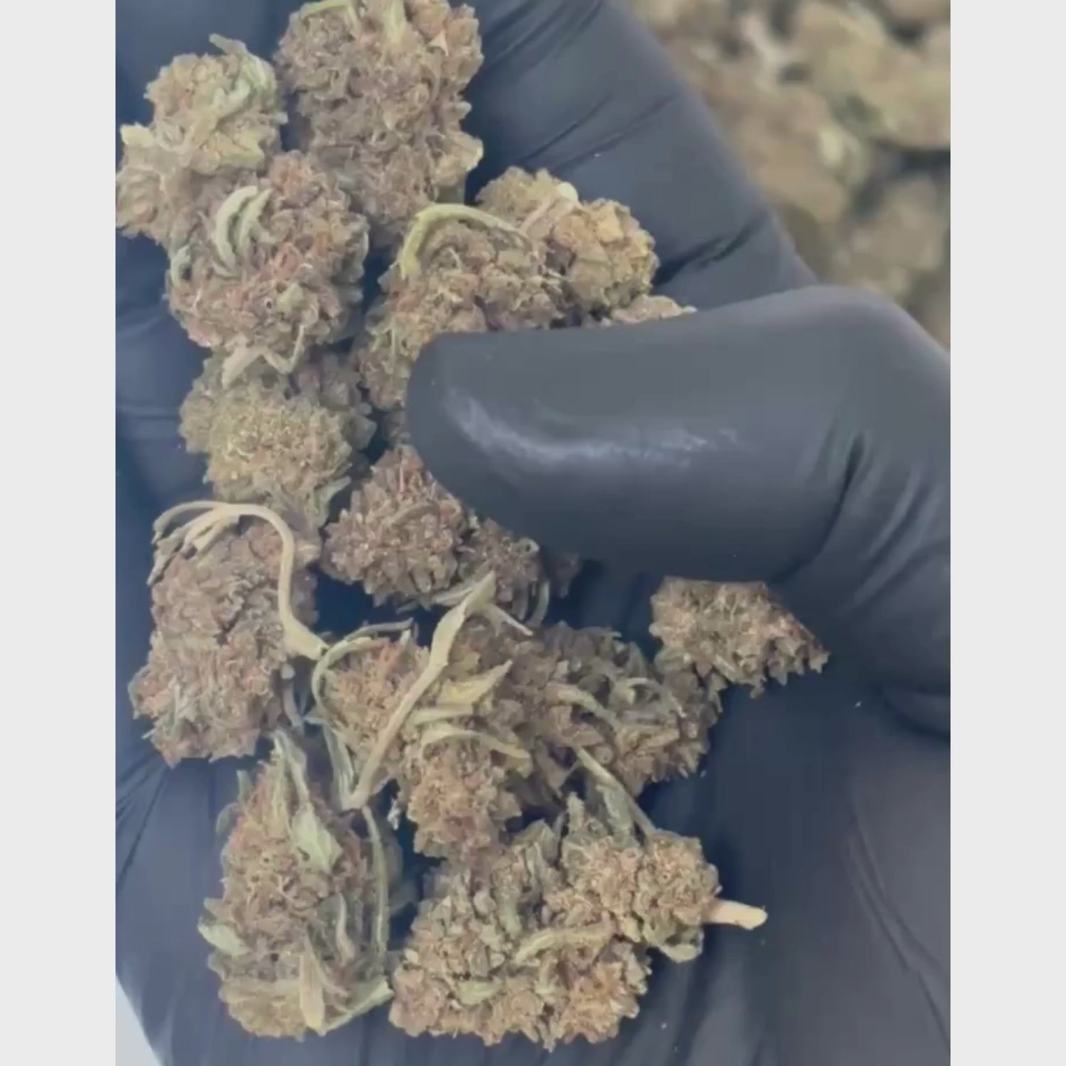 Bubble Gum CBD