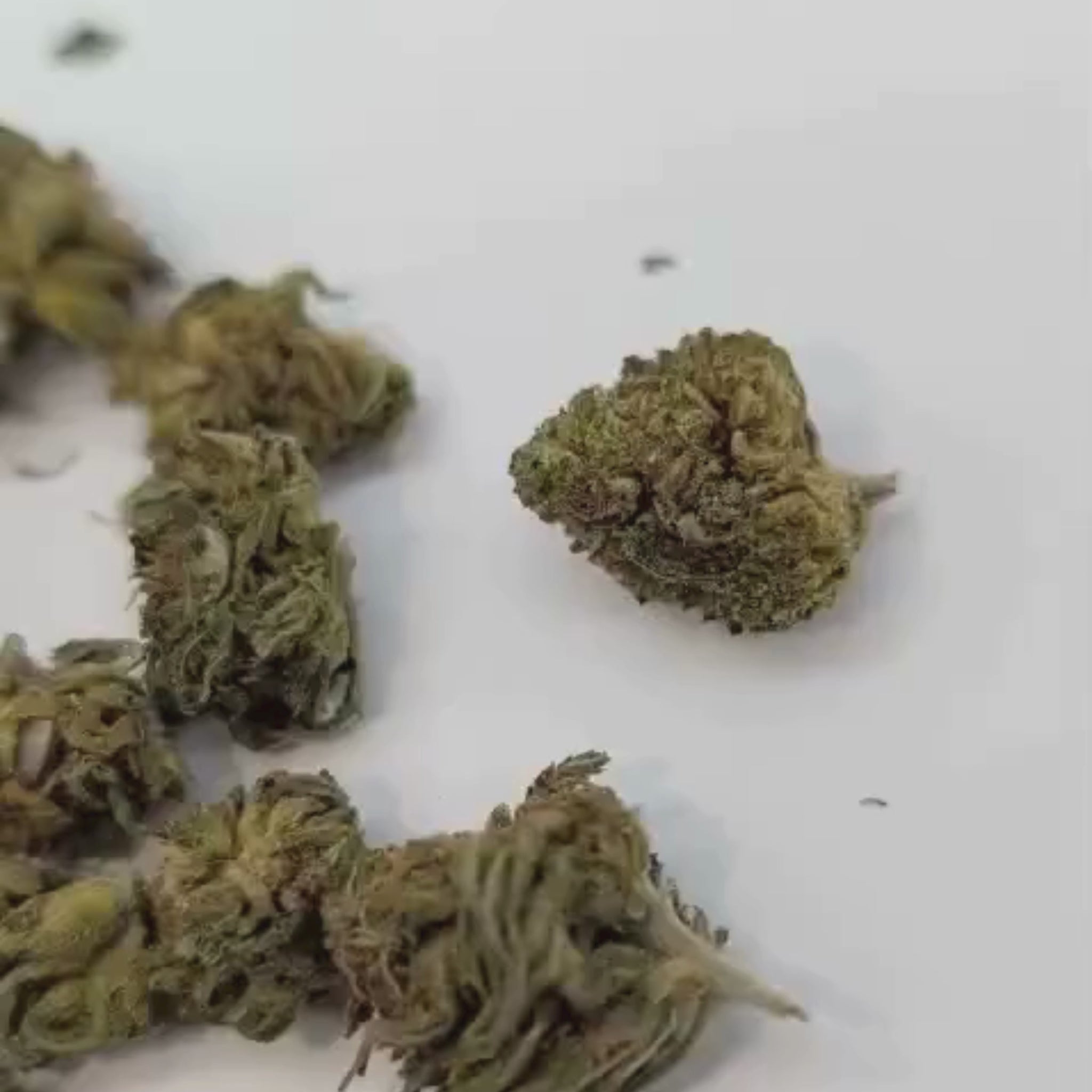 Small Bud Sour Diesel CBD