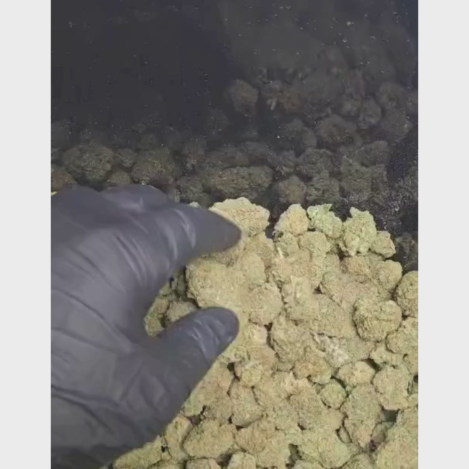 Gelato US 10-OH-HHC CBDbee