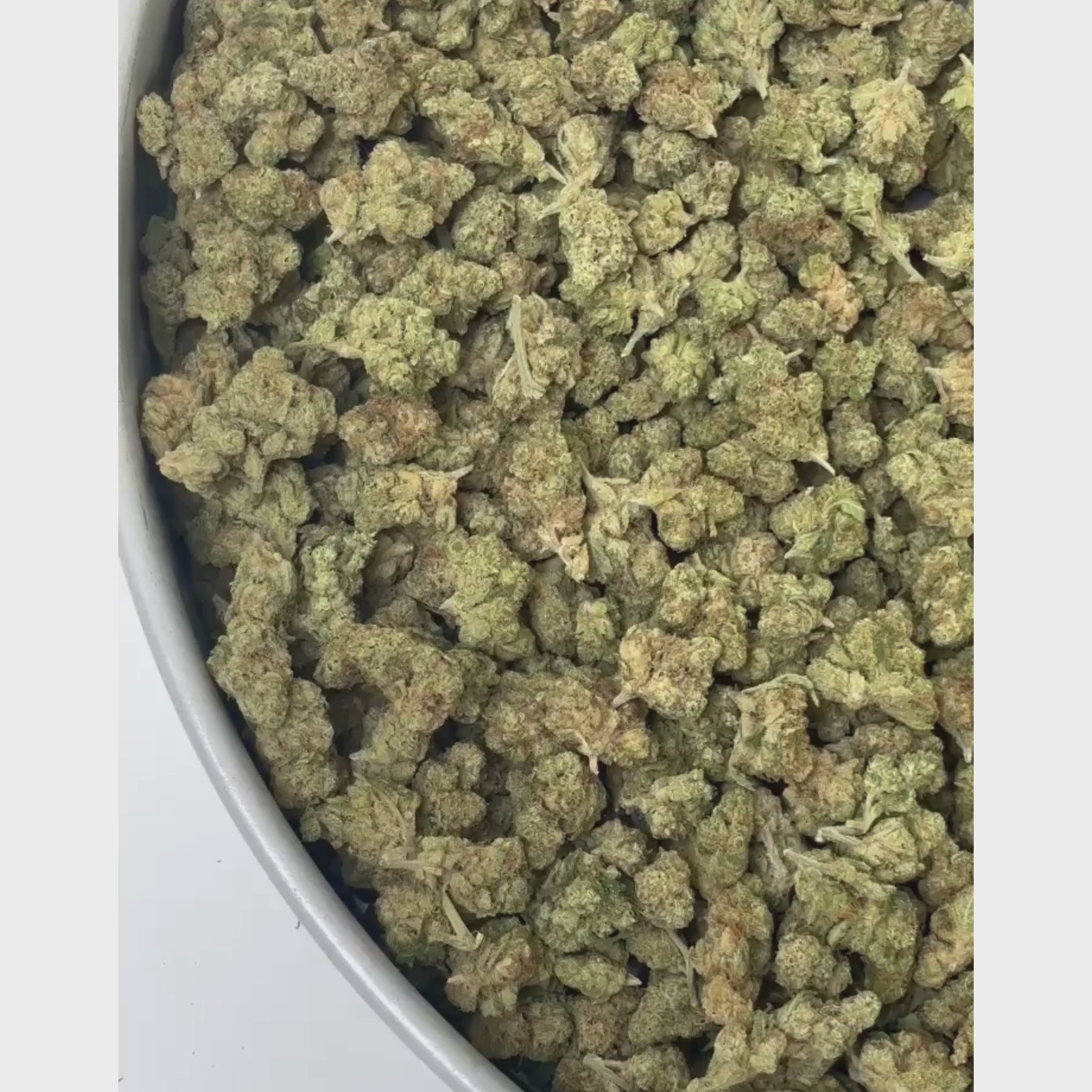 Small Bud Amnesia Sativa L CBD