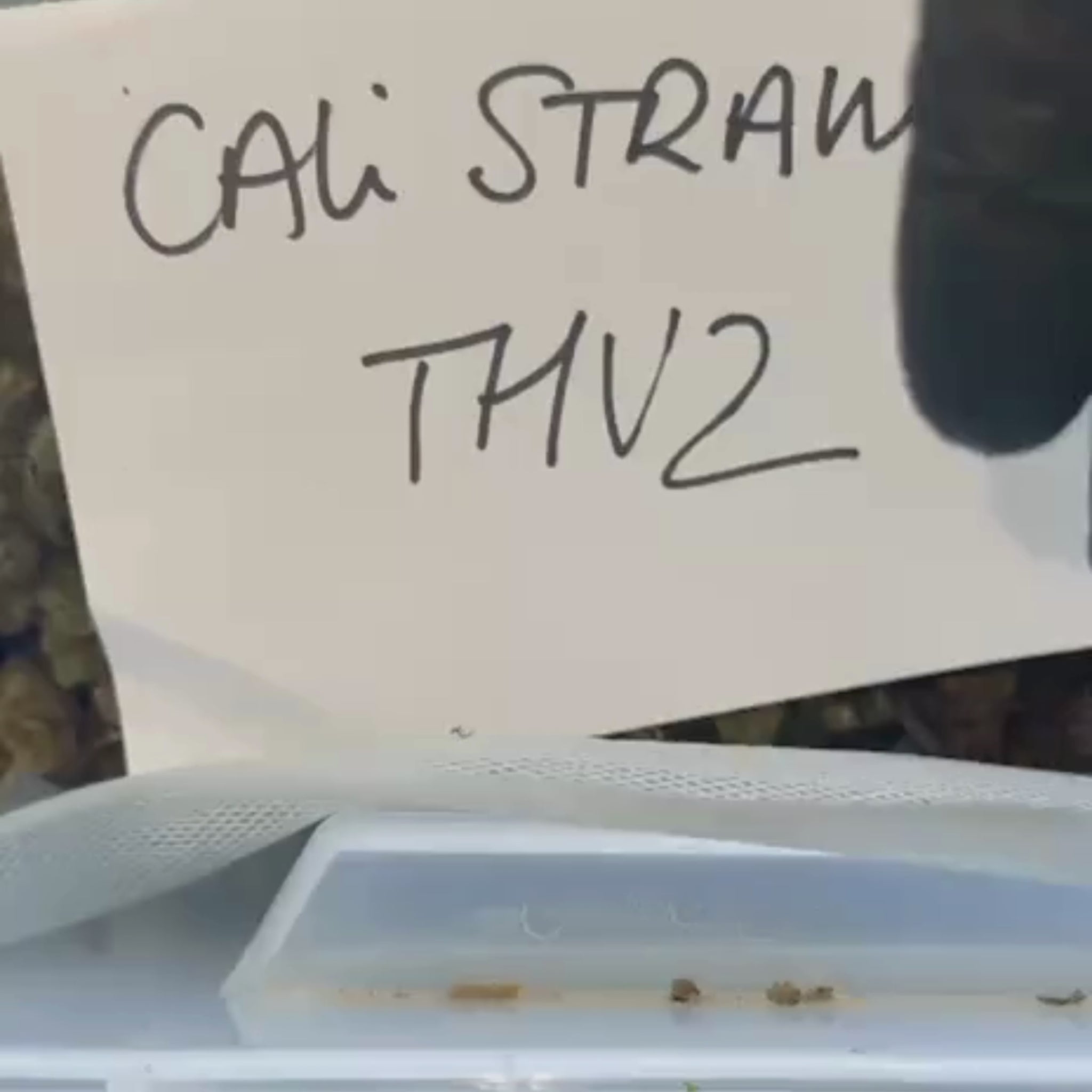 Cali Strawberry THV2