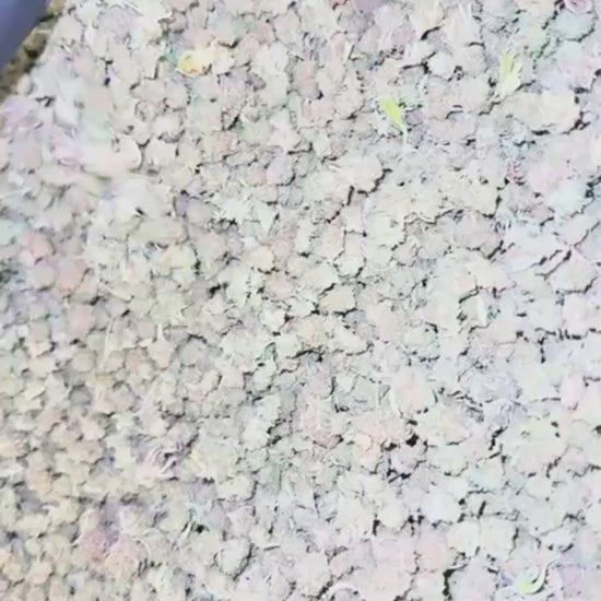 Small Bud Lemon Sorbet CBD