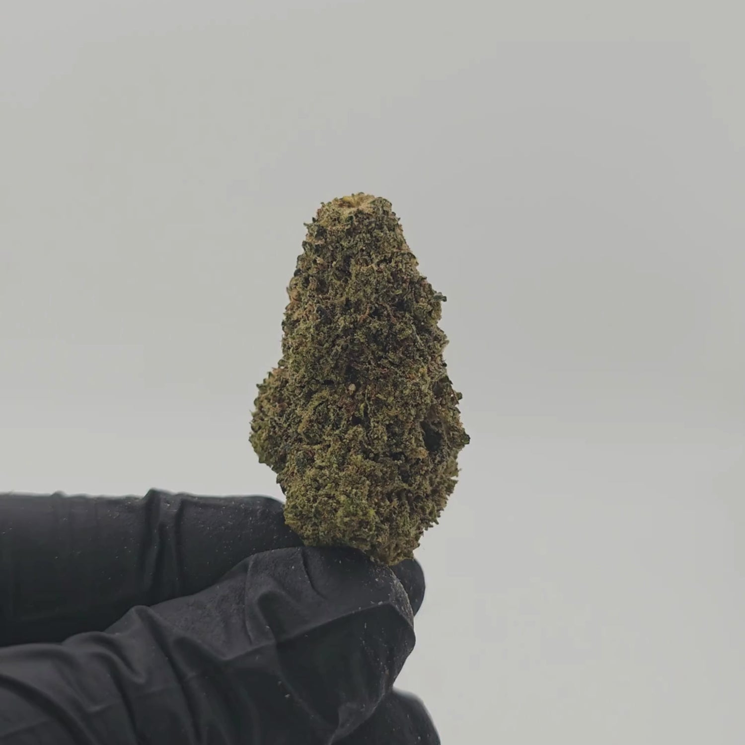 Lemon Haze B20