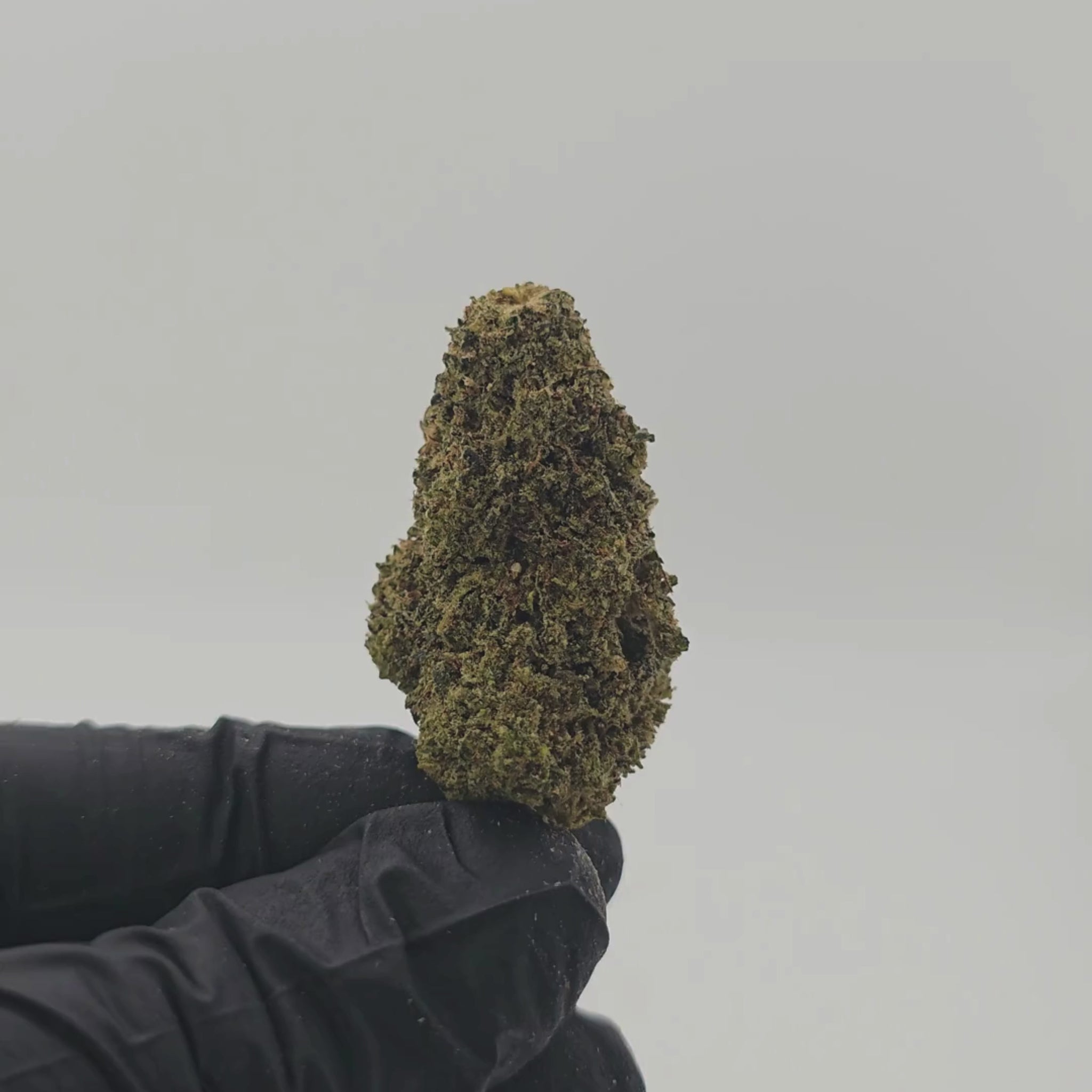Lemon Haze B20