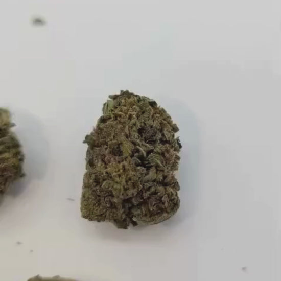 Fleurs Choco Haze CBD