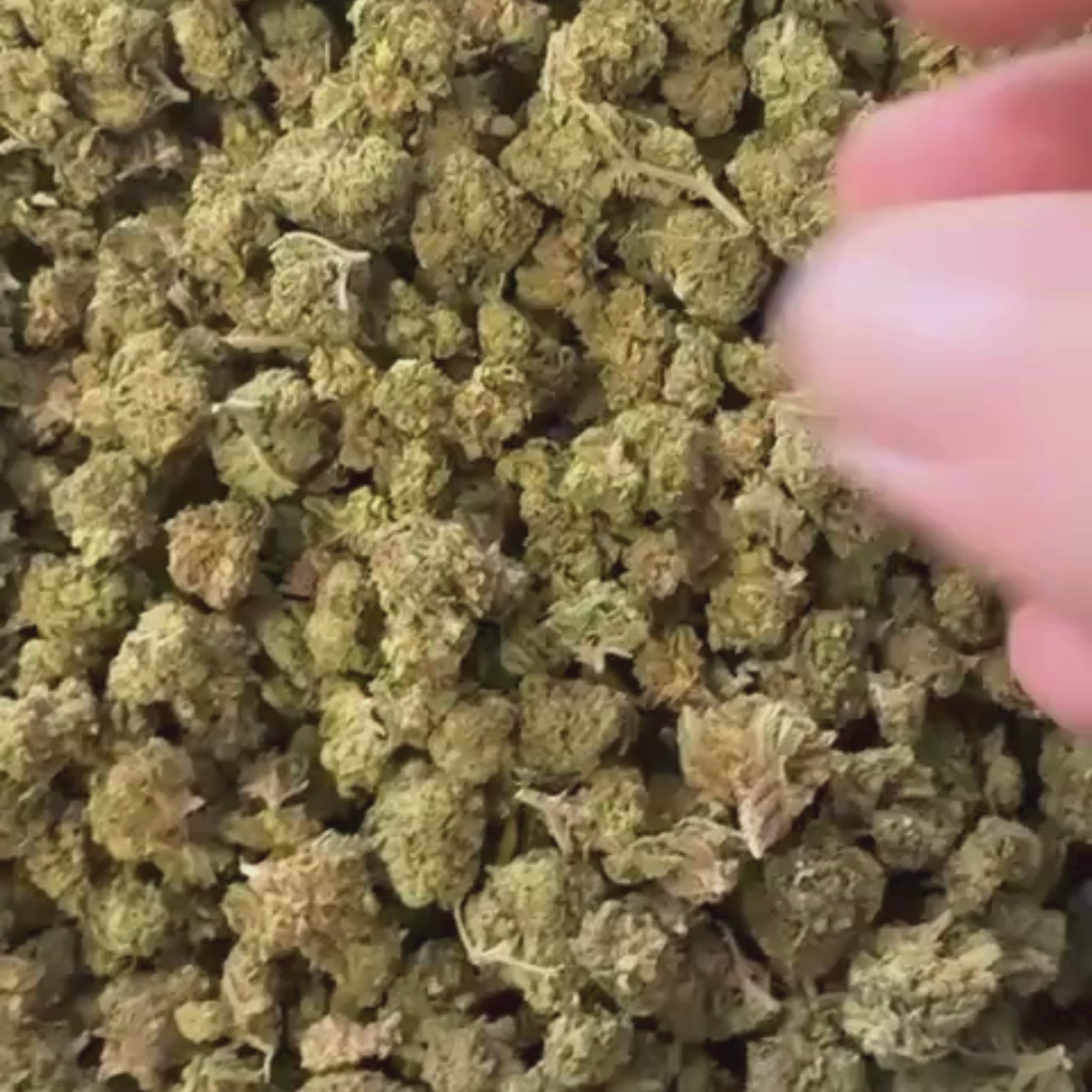 Small Bud Sweet Candy CBD