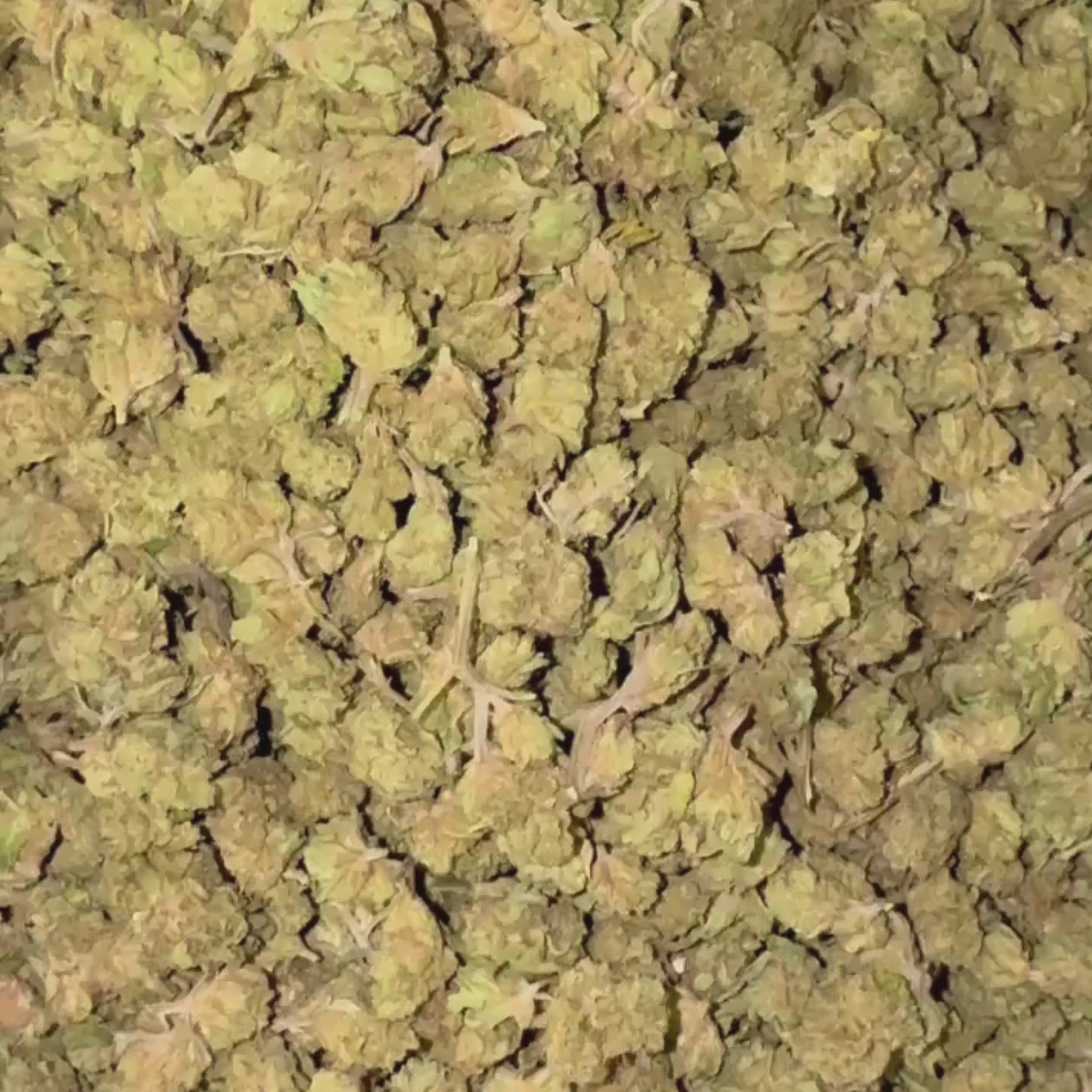 Small Bud Blue Dream CBD