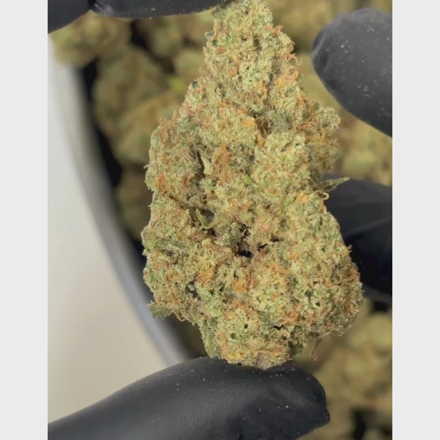 Amnesia Sativa L CBD