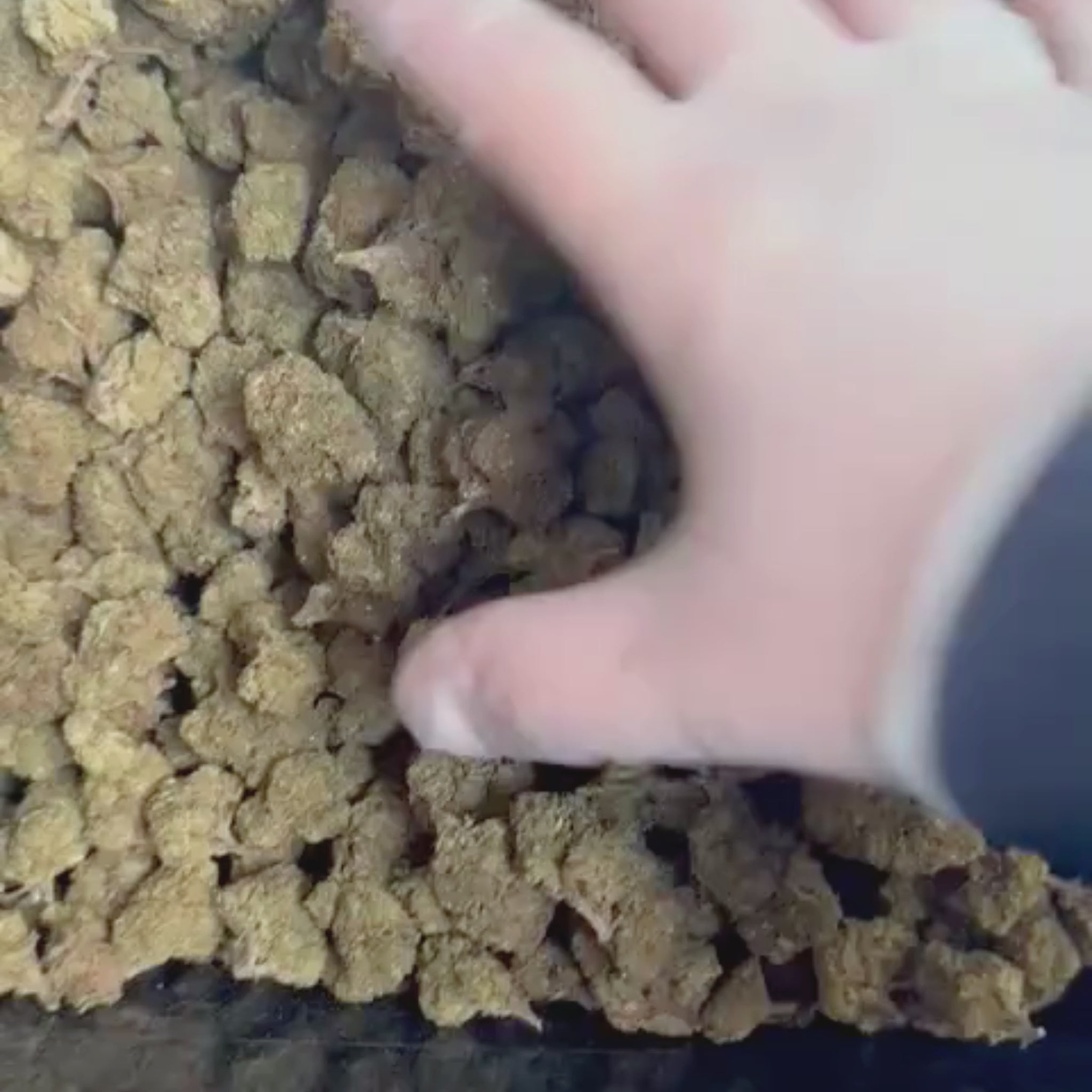 Jack Herer THV N-10