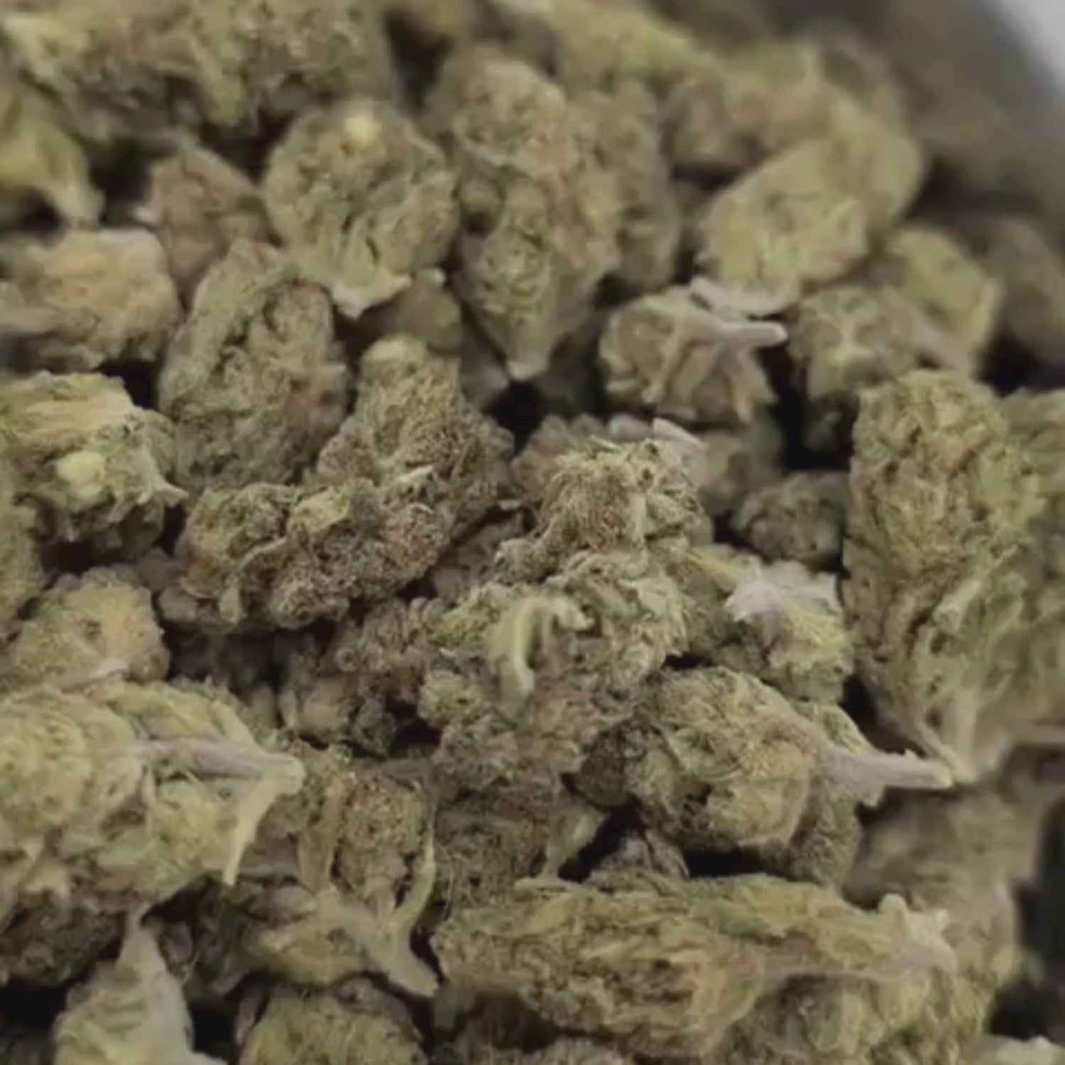 Tropical Cheese CBD