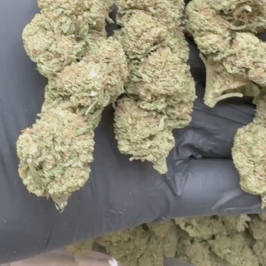 Cannatonic X Lemon THV-N10