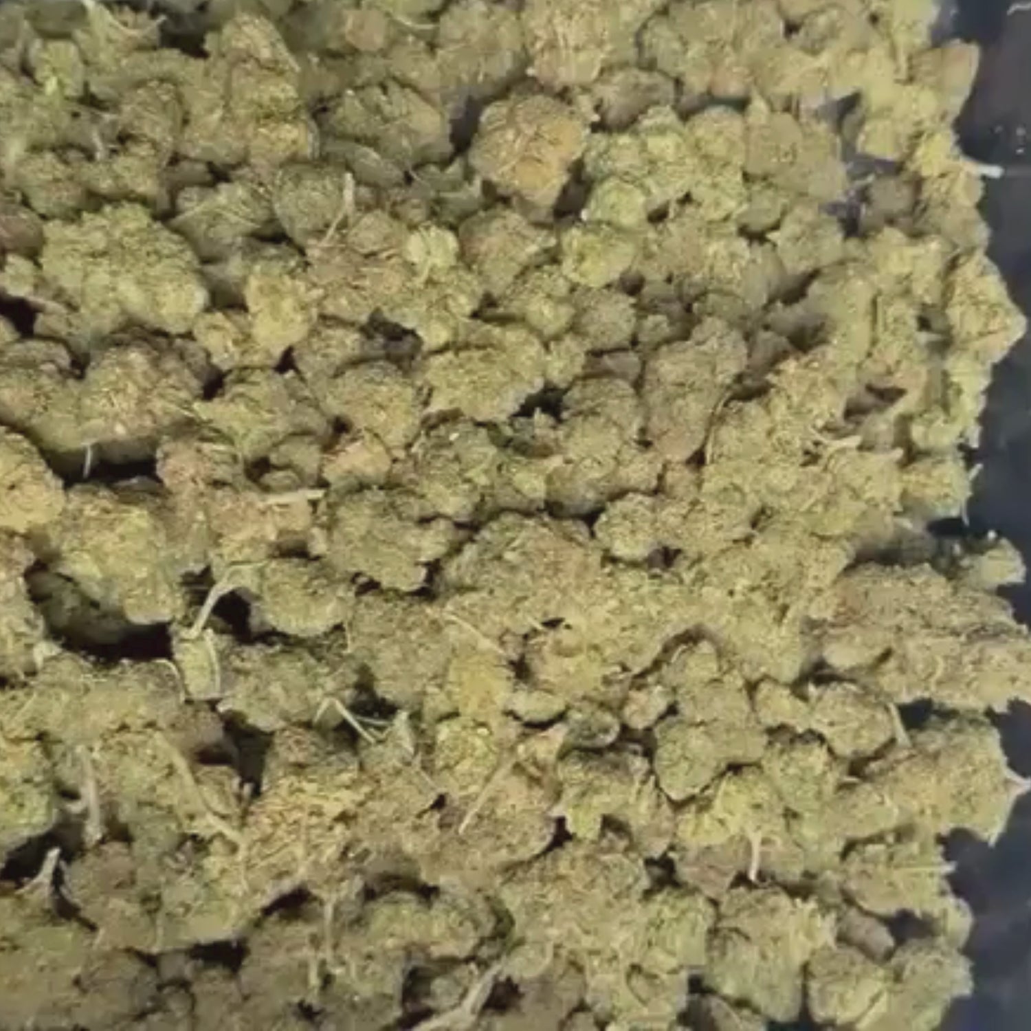 Amnésia Sativa THV