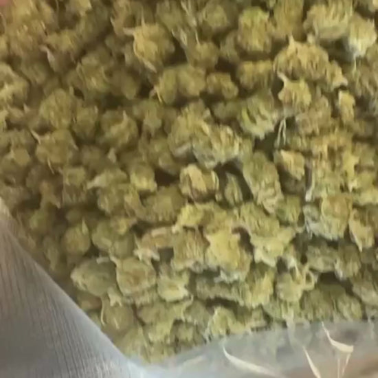 Small Bud Bubble Gum CBD