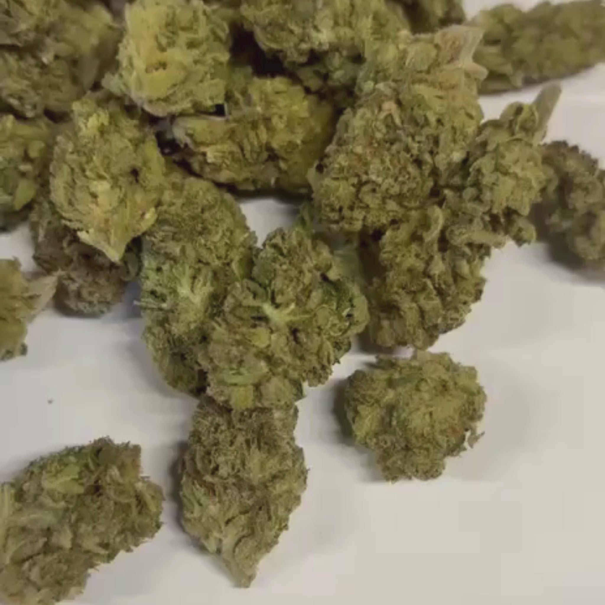 Small Bud Orangello CBD