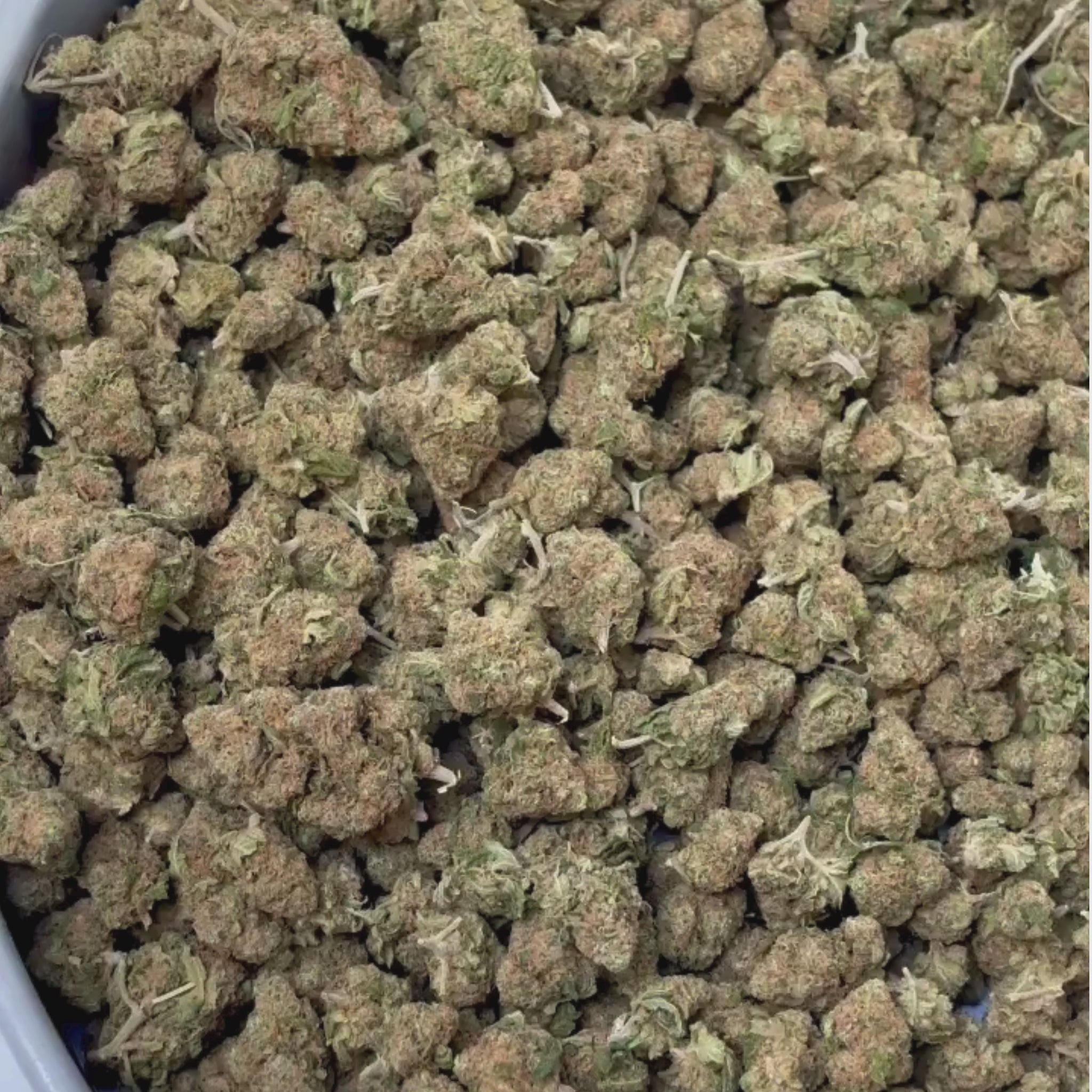 Small Bud Gelato B20