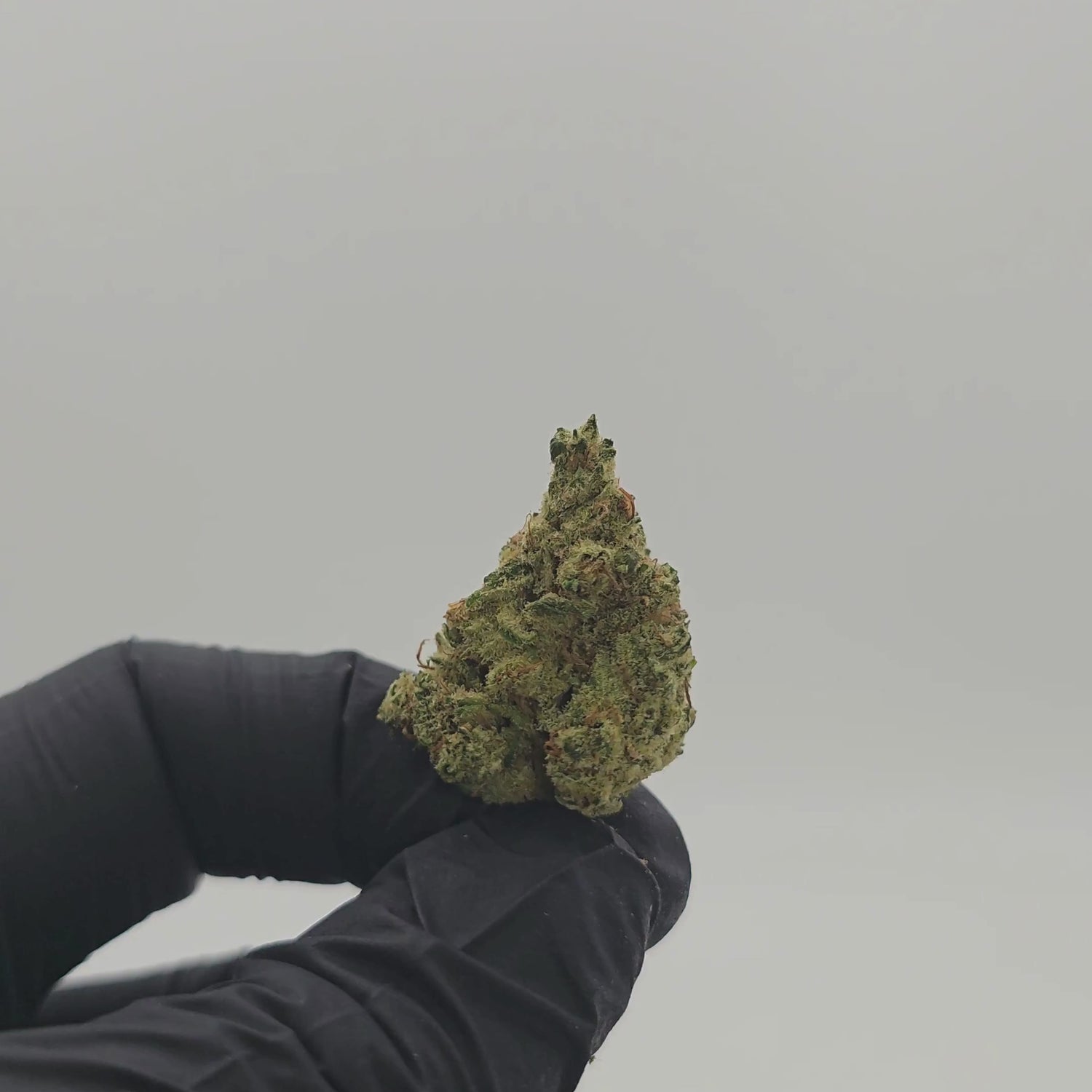 Blue Dream T10