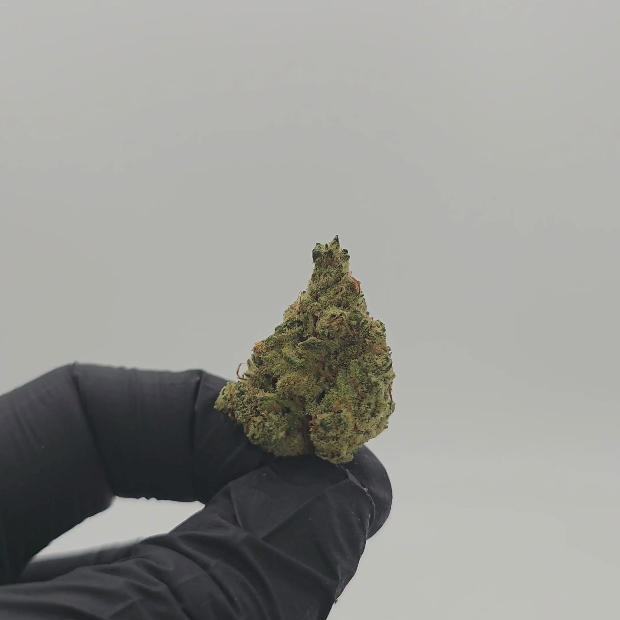 Blue Dream T10